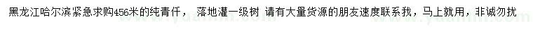 求購(gòu)4、5、6米青扦云杉