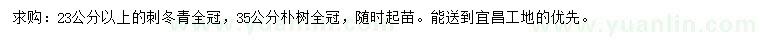 求購23公分以上刺冬青、35公分樸樹