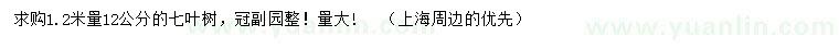 求購1.2米量12公分七葉樹