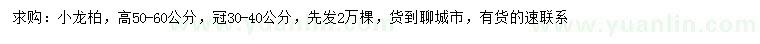 求購高50-60公分小龍柏