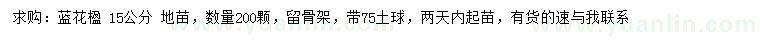 求購15公分藍(lán)花楹