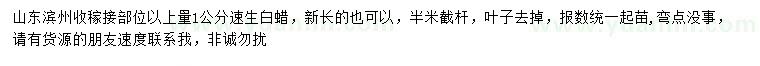 求購(gòu)稼接速生白蠟