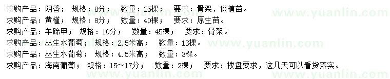 求購陰香、黃槿、羊蹄甲等