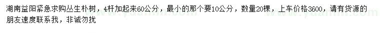 求購叢生樸樹