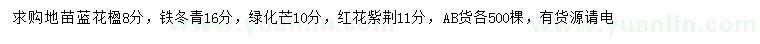 求購(gòu)藍(lán)花楹、鐵冬青、芒果樹等