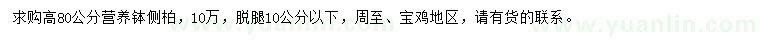 求購高80公分側(cè)柏
