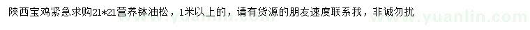 求購(gòu)1米以上油松