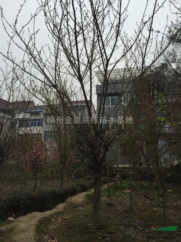 浙江地區(qū)供應(yīng)櫻花
