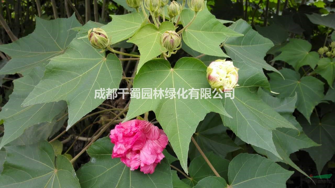 單桿木芙蓉/醉芙蓉 米徑2-5公分 苗圃工程苗