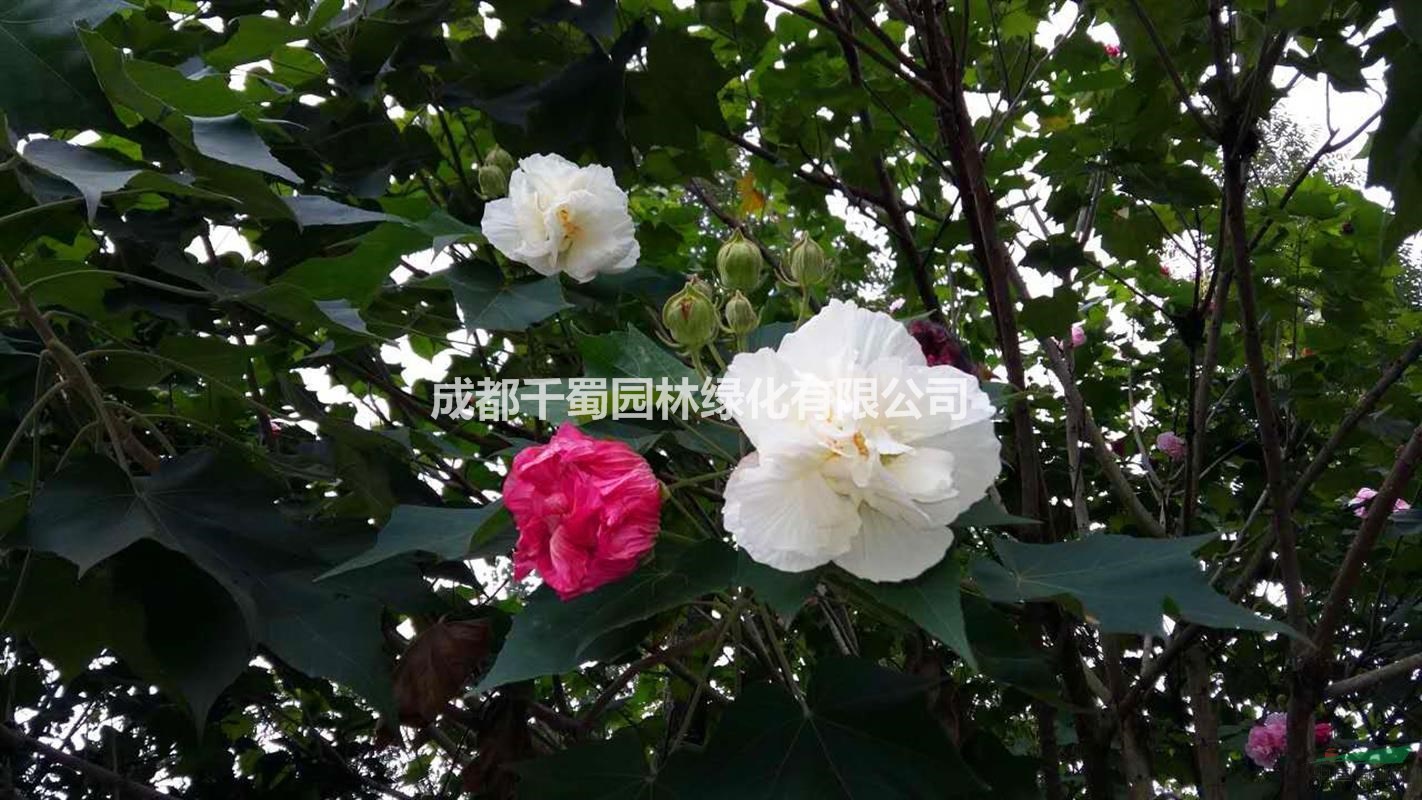 供應(yīng)獨(dú)干木芙蓉/醉芙蓉 米徑2-10公分木芙蓉苗圃