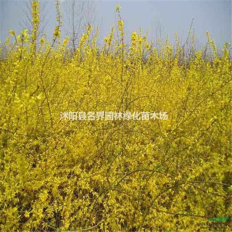 連翹 連翹苗 連翹小苗