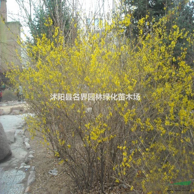連翹 連翹苗 連翹小苗