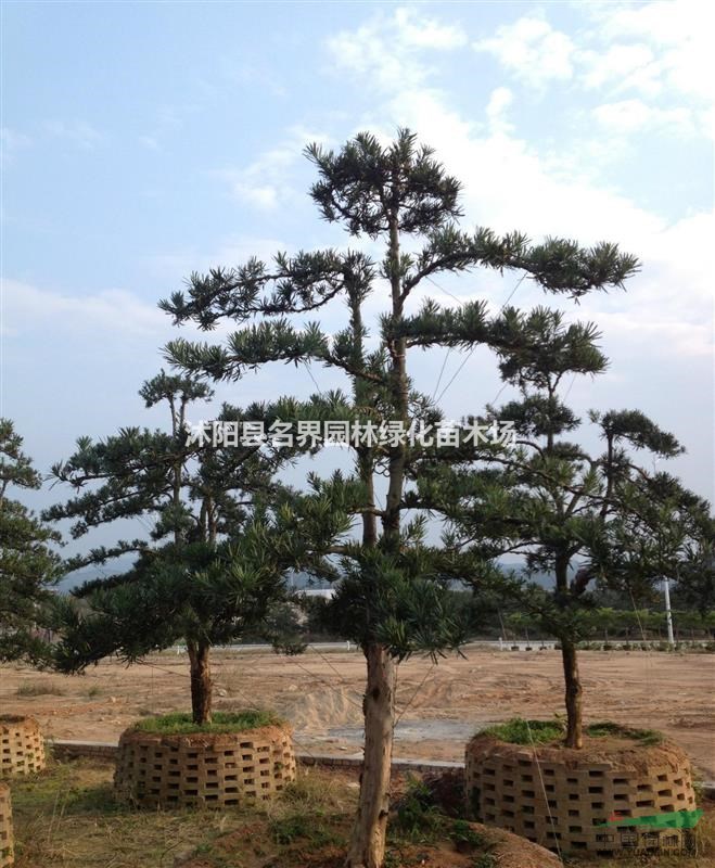 造型羅漢松 造型羅漢松苗 造型羅漢松小苗