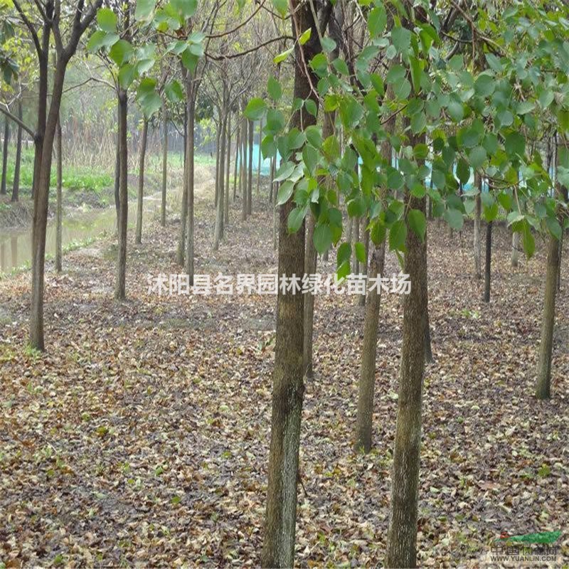 重陽木 重陽木苗 重陽木小苗