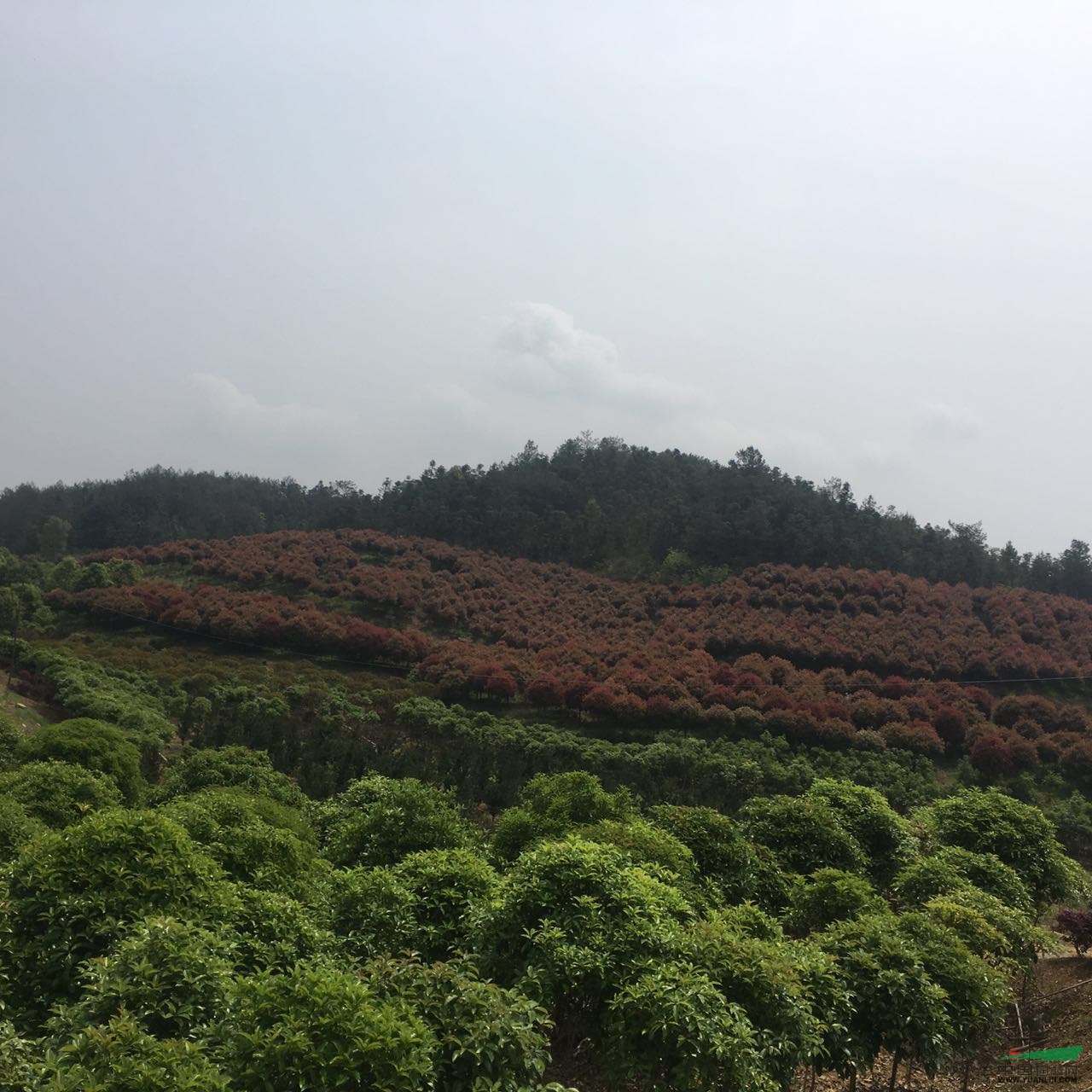 江西桂花 江西桂花基地 八月桂價格走勢