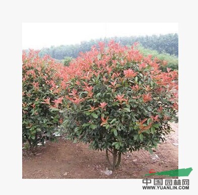 紅葉石楠球4最新價格/紅葉石楠球4報價