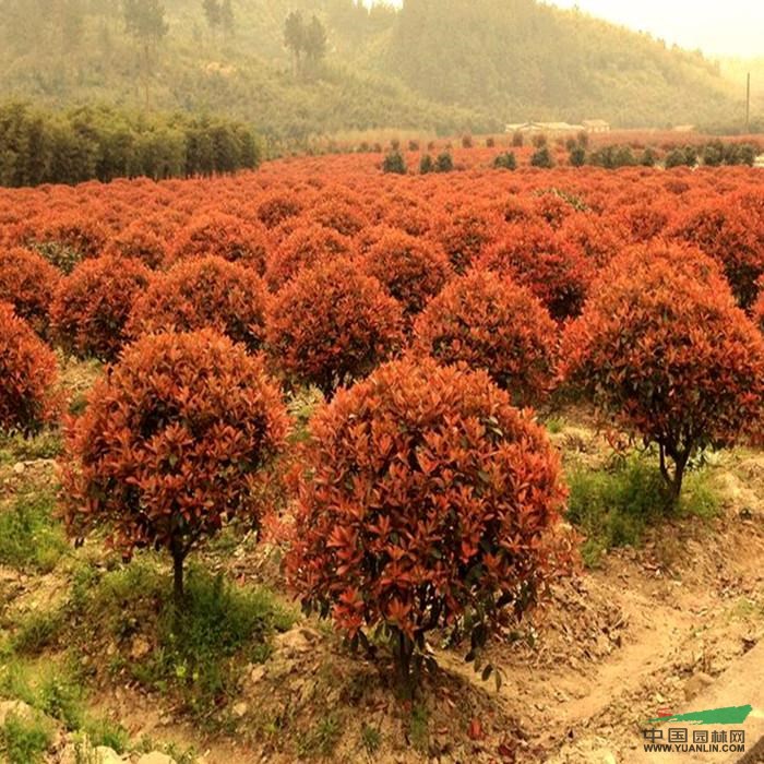 紅葉石楠球供應(yīng)/紅葉石楠球圖片