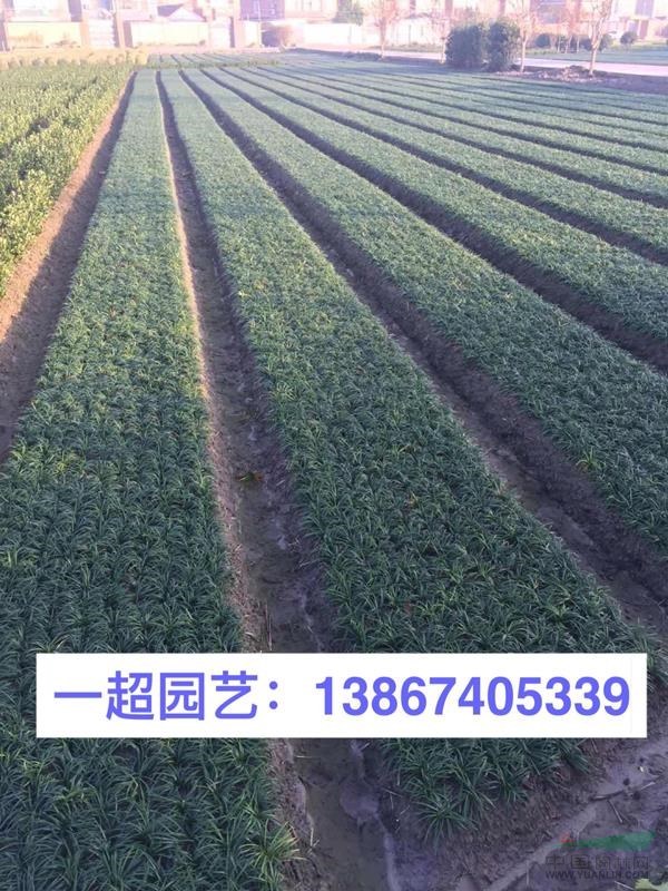 玉龍草 精品玉龍草價格 玉龍草批發