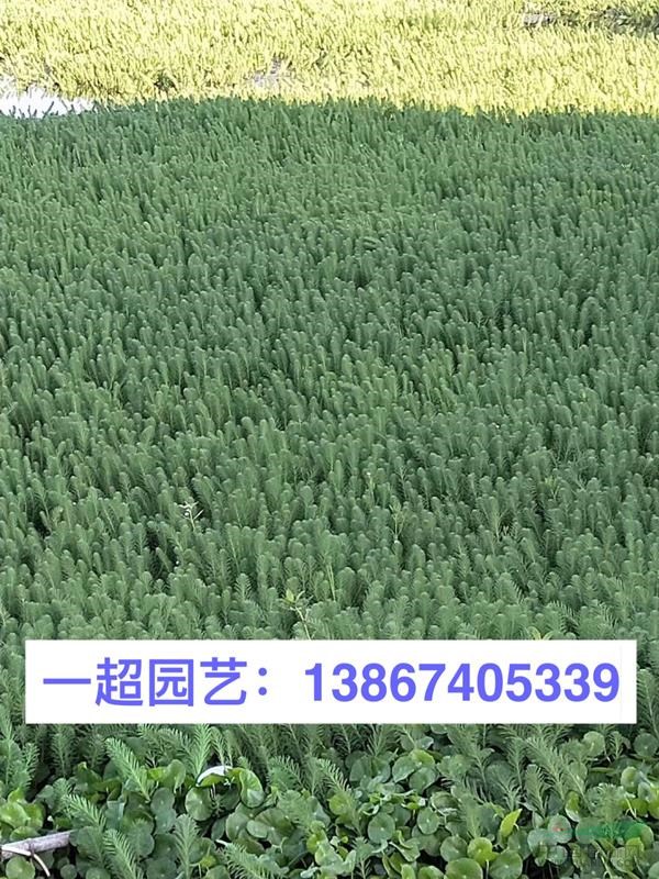 粉綠狐尾藻 粉綠狐尾藻價格