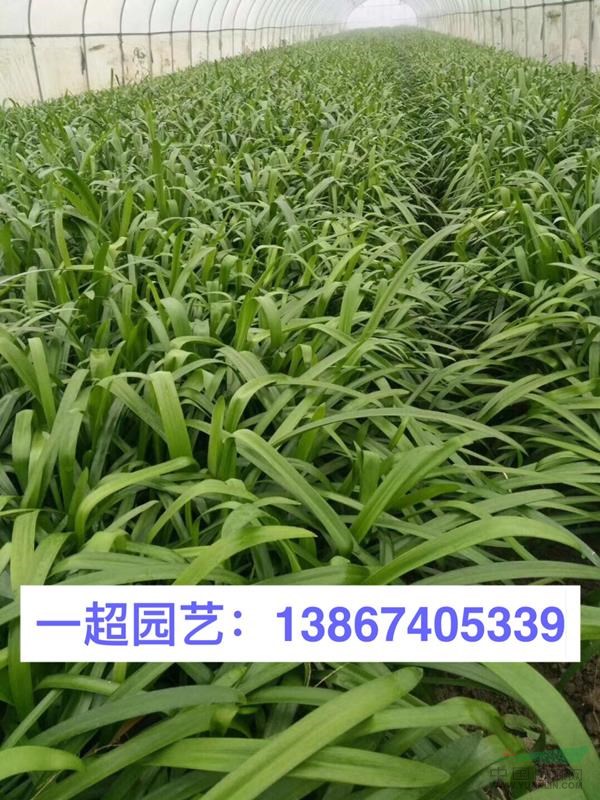 百子蓮/百籽蓮 精品百籽蓮/百子蓮價格 百籽蓮批發