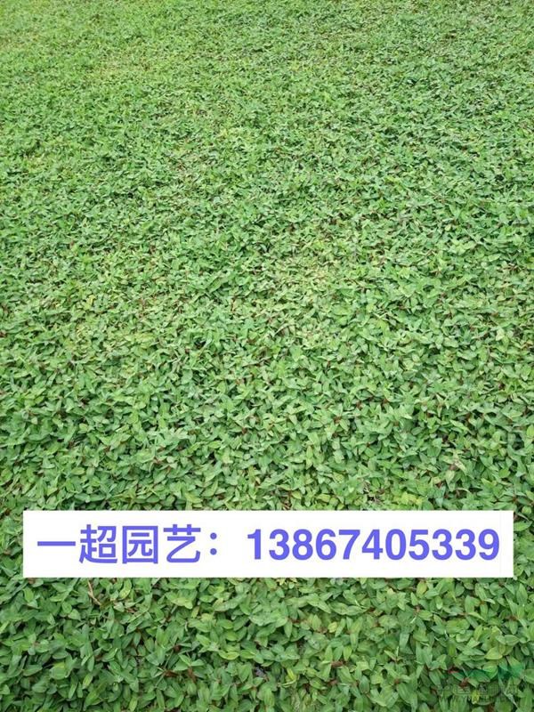 水禾 精品水禾價(jià)格 水禾基地批發(fā)