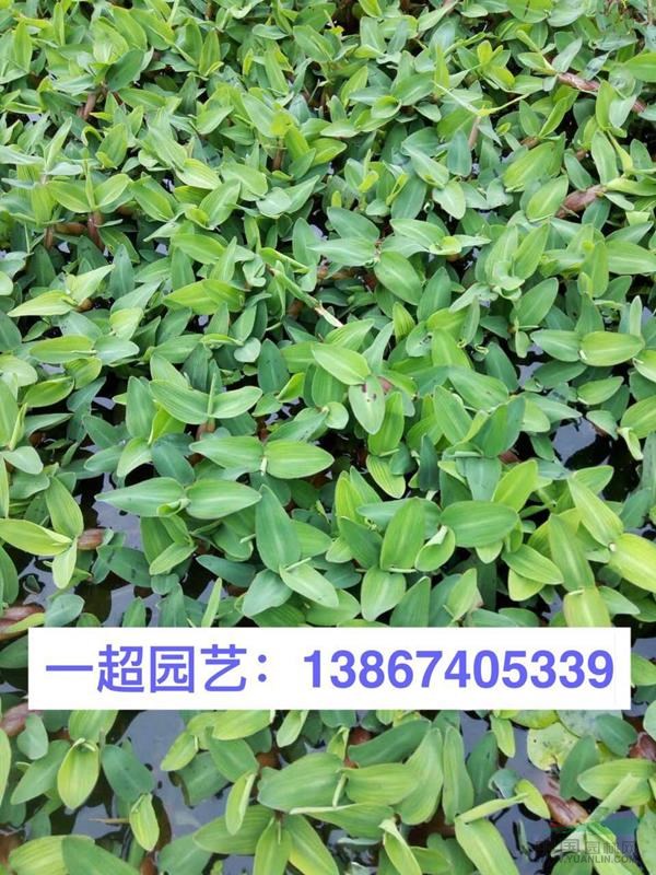 水禾 精品水禾價(jià)格 水禾基地批發(fā)
