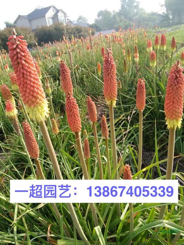 火把蓮 精品火把蓮價格 火把蓮批發(fā)