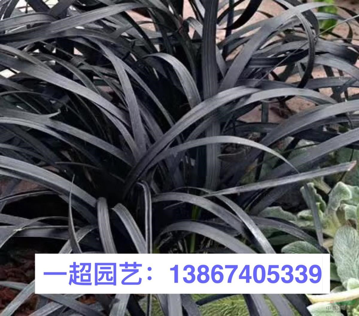 黑麥冬 精品黑麥冬價(jià)格 黑麥冬基地