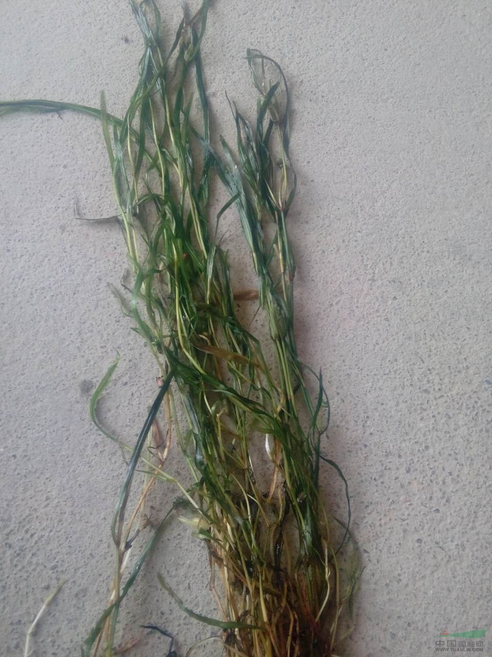 馬來(lái)眼子菜 馬萊眼子菜價(jià)格 水生植物批發(fā)