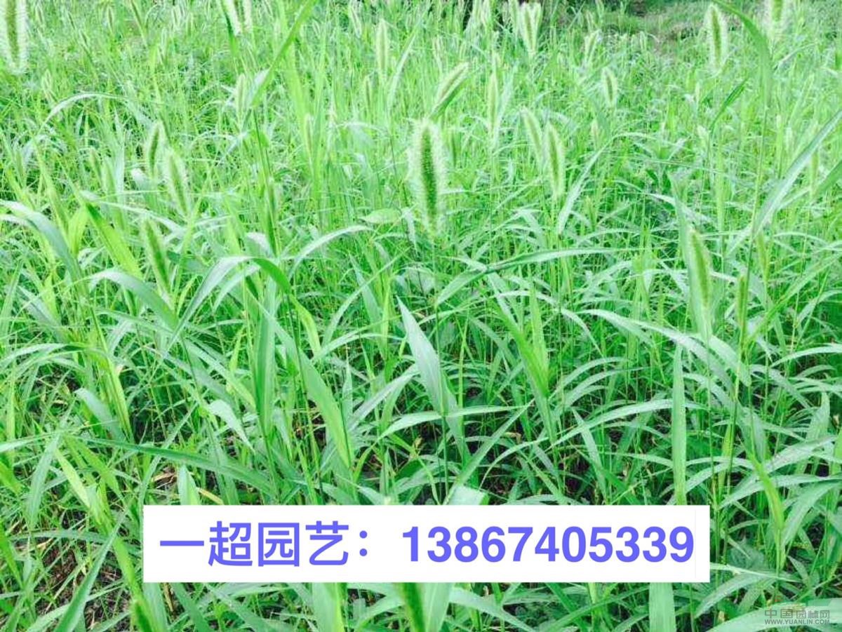 狗尾巴草 狗尾巴草基地 狗尾巴草價格