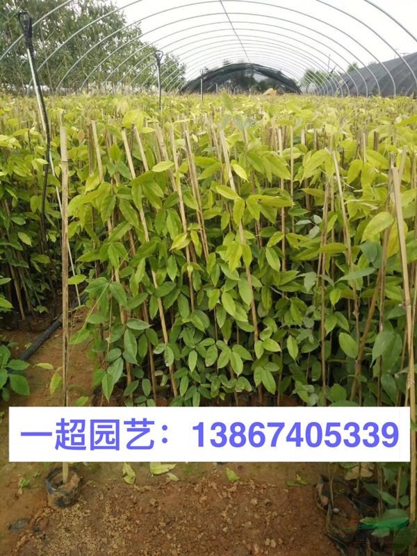 油麻藤 油麻藤小苗批發 油麻藤價格