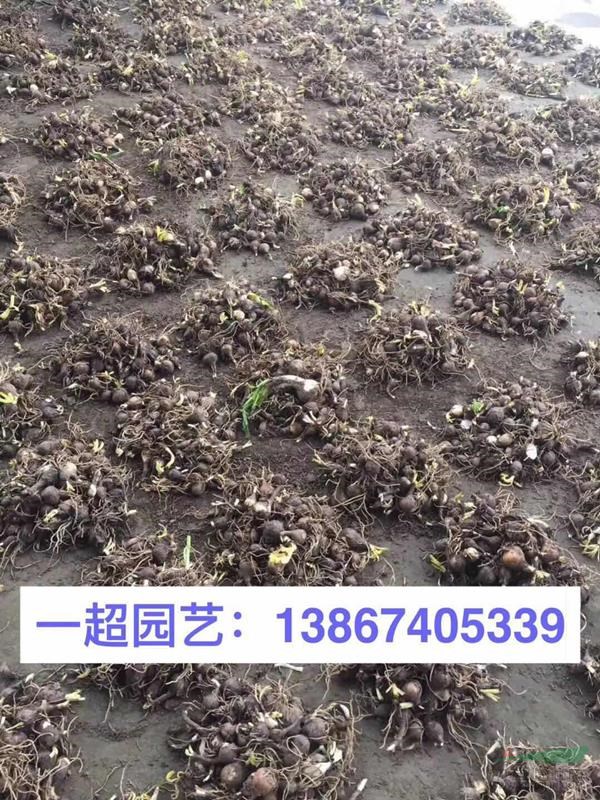 黃花石蒜 精品黃花石蒜基地直銷