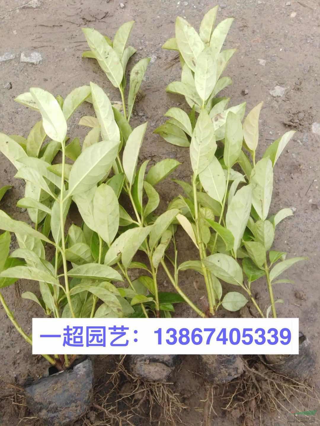 歐洲莢蒾 歐洲莢迷 苦葛小苗 苦葛價格