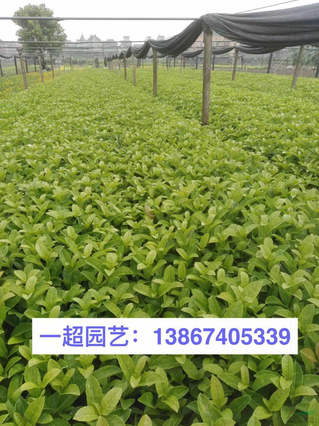 歐洲莢蒾 歐洲莢迷 苦葛小苗 苦葛價格