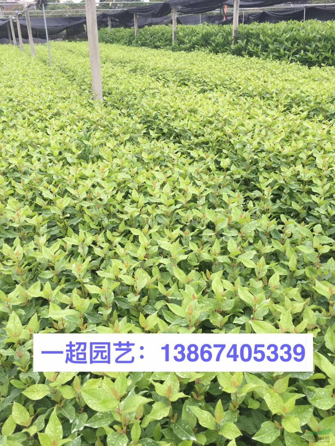 地中海莢蒾 地中海莢迷 精品地中海莢蒾價格