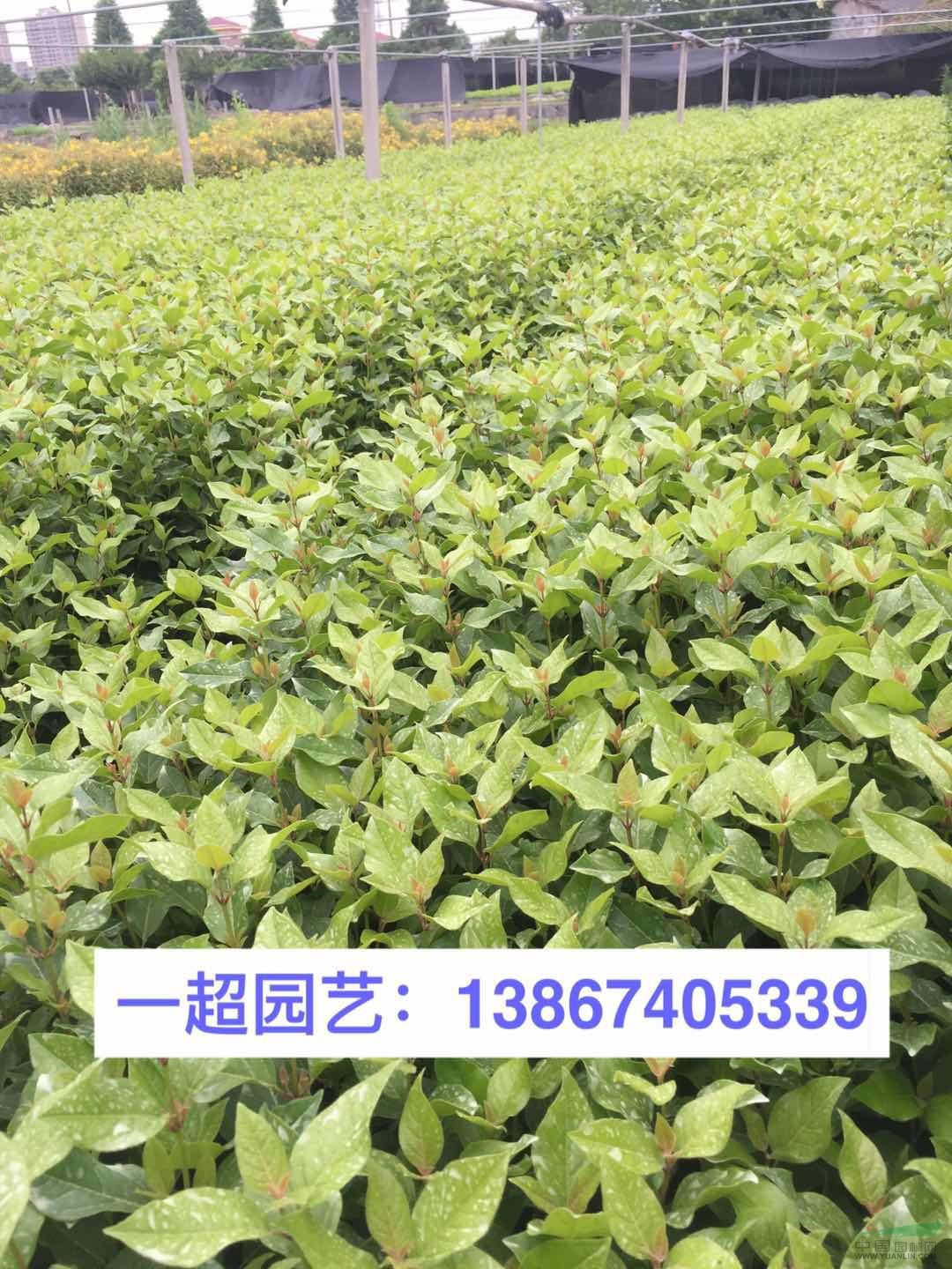 地中海莢蒾 地中海莢迷 精品地中海莢蒾價格