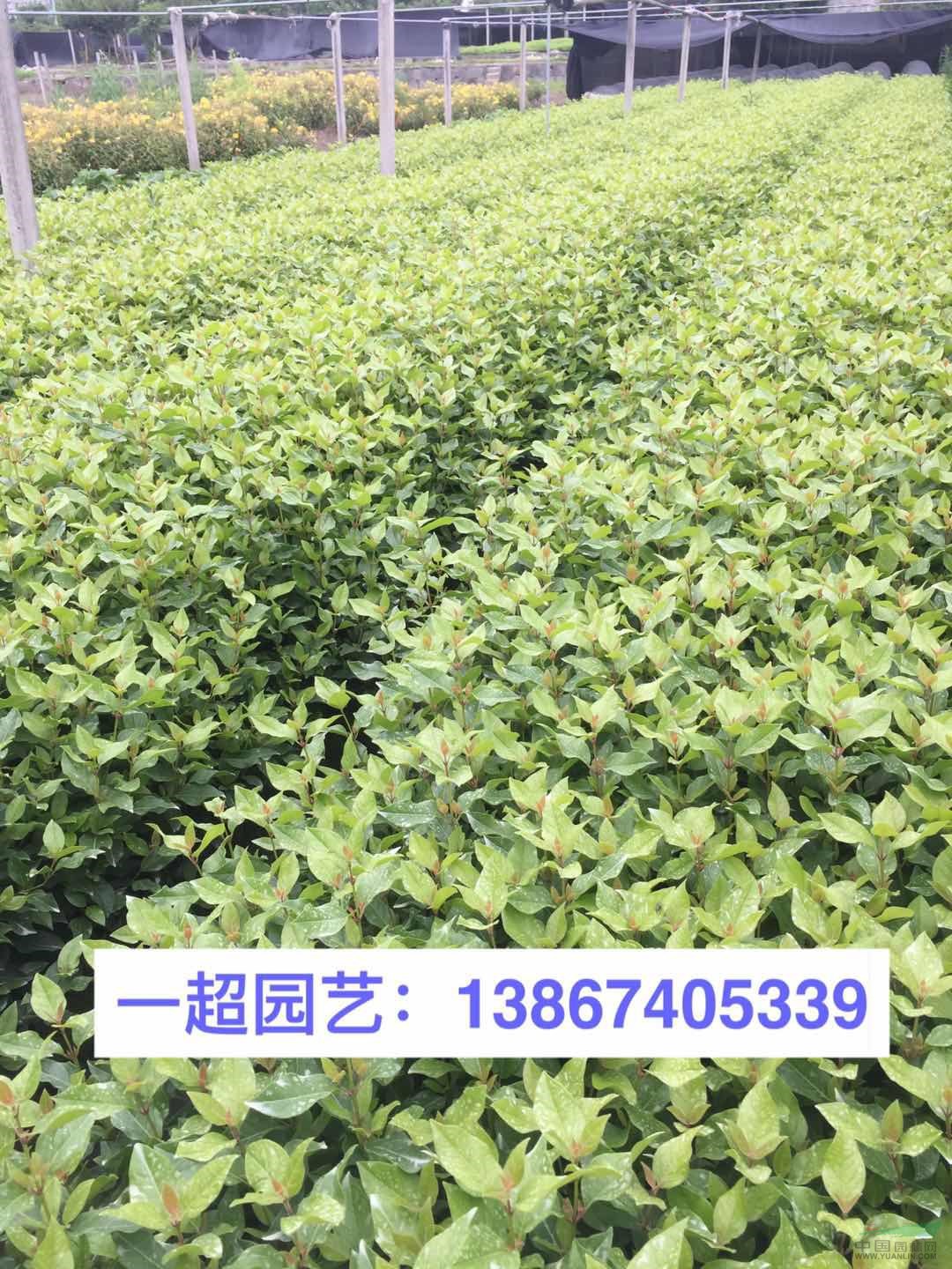地中海莢蒾 地中海莢迷 精品地中海莢蒾價格