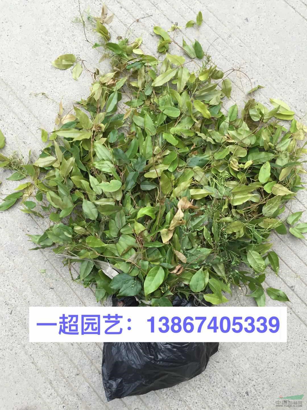 油麻藤 油麻藤小苗批發 油麻藤價格