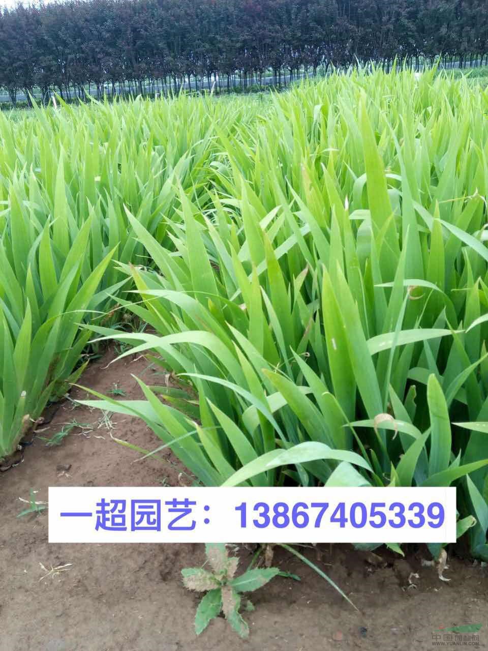 大蘭花鳶尾，大蘭花鳶尾基地批發(fā)