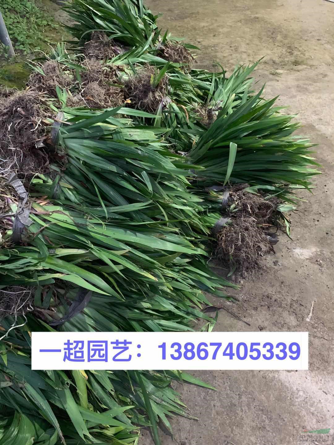 大蘭花鳶尾，大蘭花鳶尾基地批發(fā)