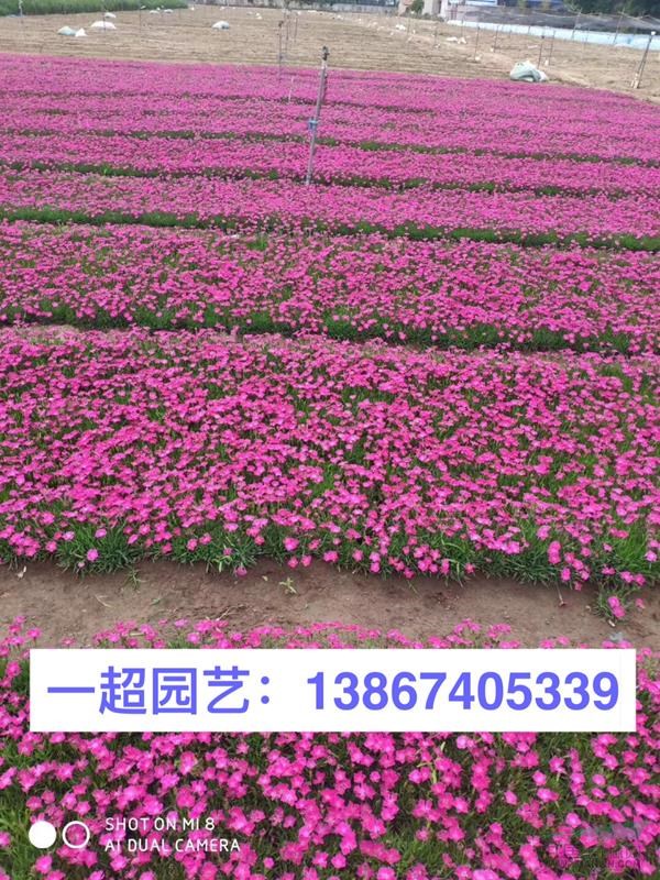歐石竹 歐石竹盆栽 歐石竹基地批發