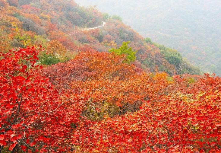 黃櫨種子供應(yīng)信息，香山紅葉樹種，黃櫨價格