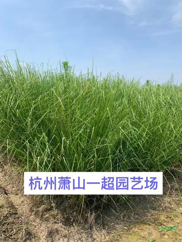 香根草 香根草基地價格 香根草批發