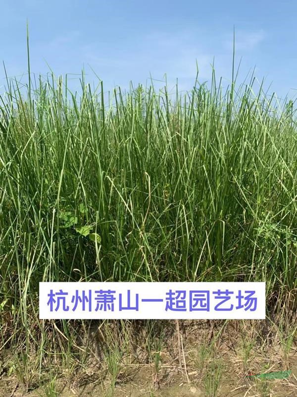 香根草 香根草基地價格 香根草批發