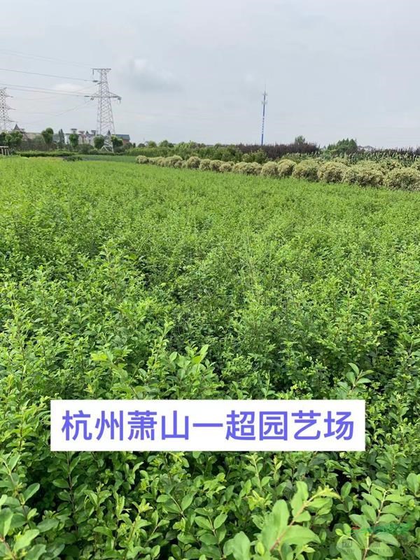水蠟 水臘 精品水蠟基地價格 精品水臘批發
