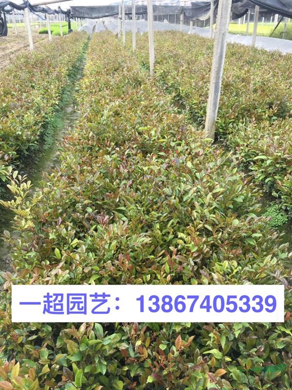 小葉蚊母 精品小葉蚊母價格 小葉蚊母基地批發