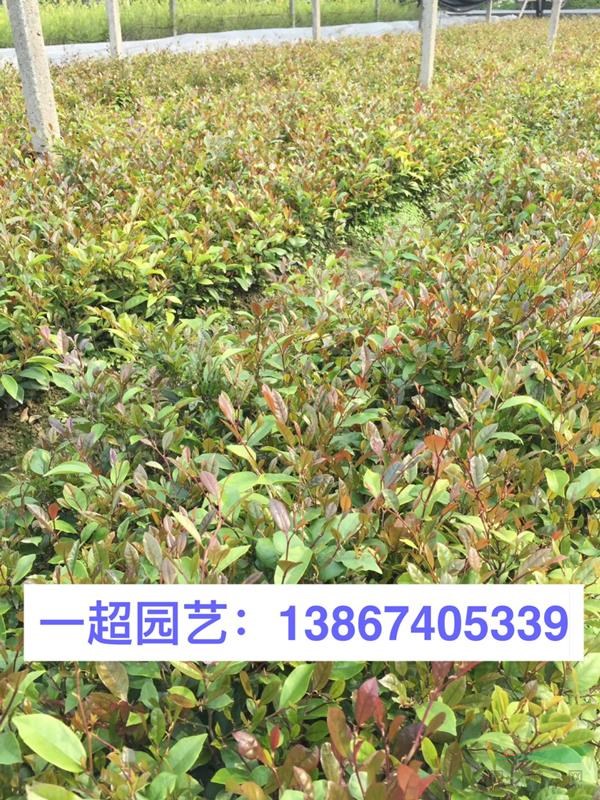 小葉蚊母 精品小葉蚊母價格 小葉蚊母基地批發