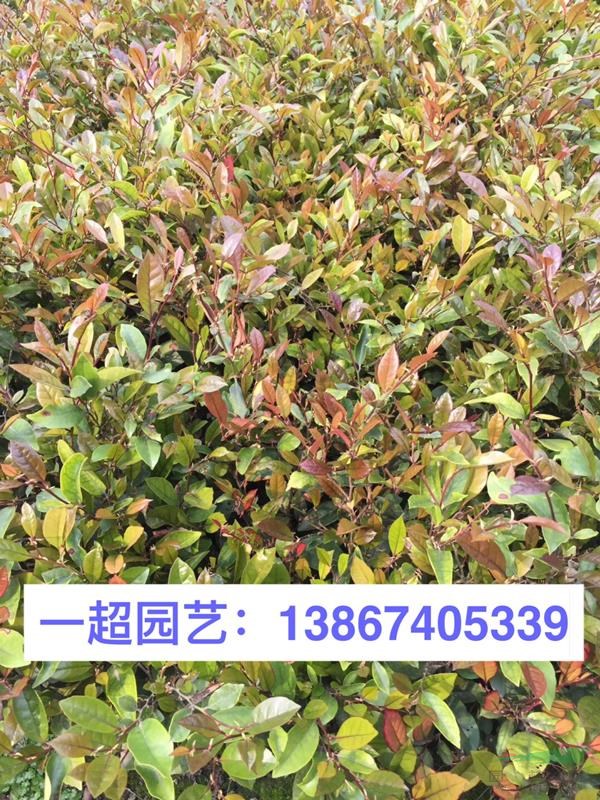 小葉蚊母 精品小葉蚊母價格 小葉蚊母基地批發