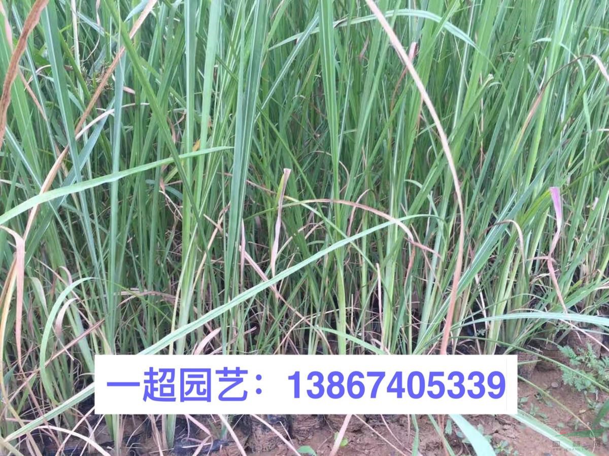 白茅 白茅基地 拂子茅 斑茅 芭茅 拂子茅價格行情