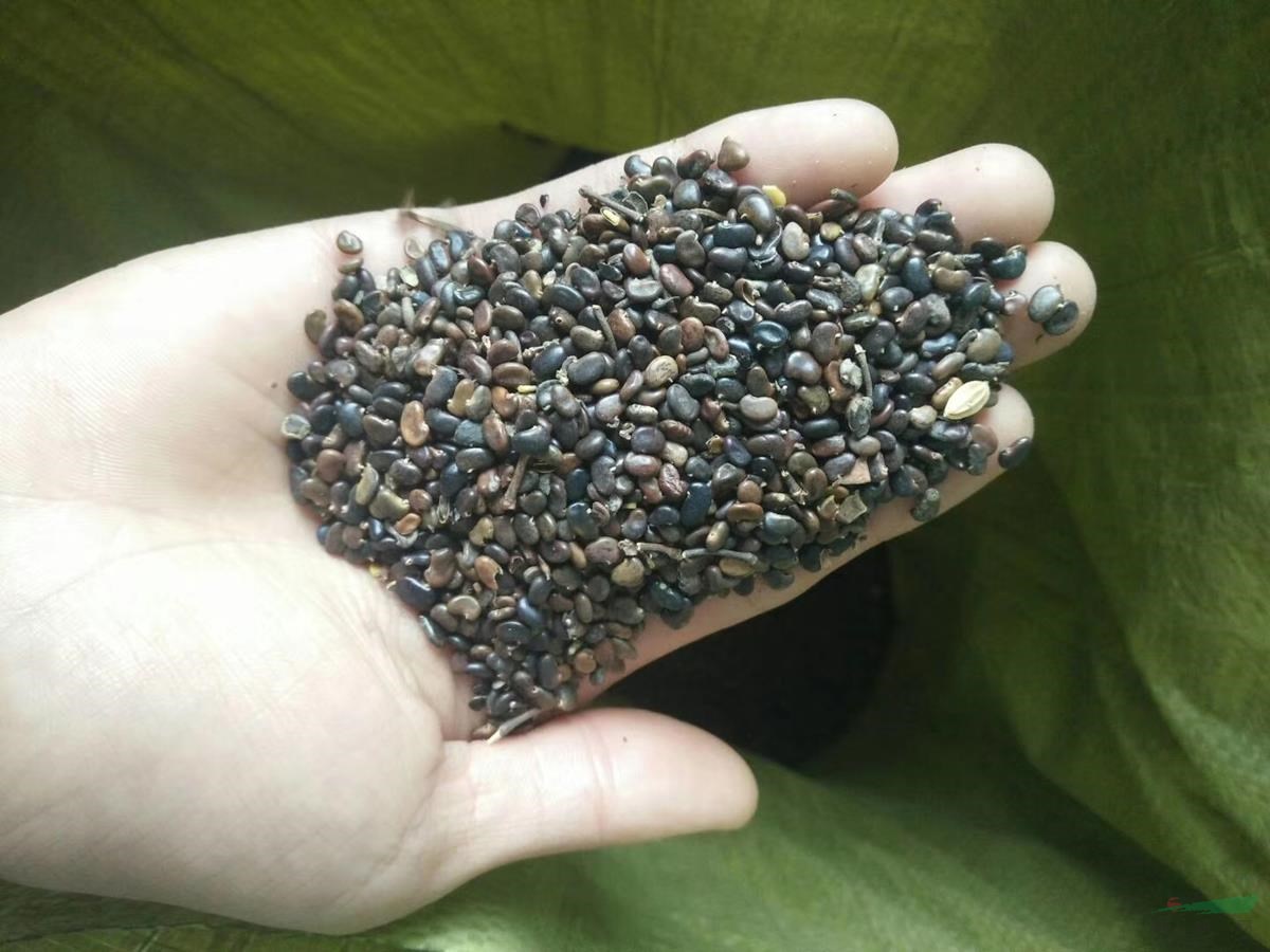 蜜源植物有哪些？刺槐種子供應  張家界地區(qū)
